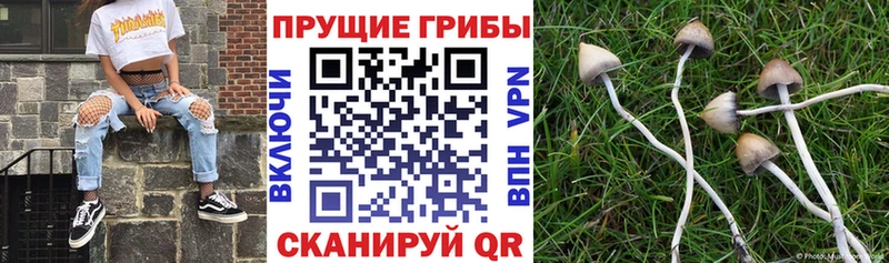 Псилоцибиновые грибы Psilocybine cubensis  Славгород 